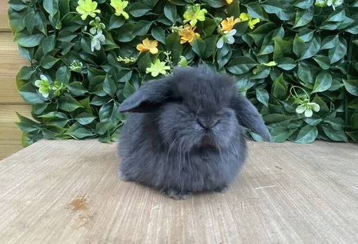 Mini lops ( Est since 2014 )