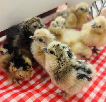 Hatching Eggs for sale