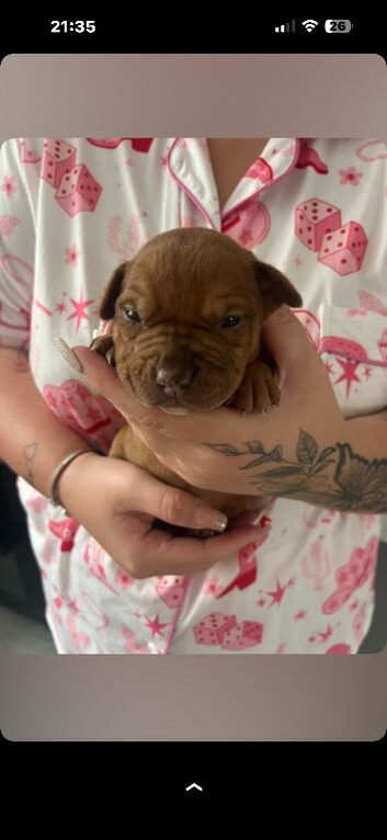 Puppies for sale