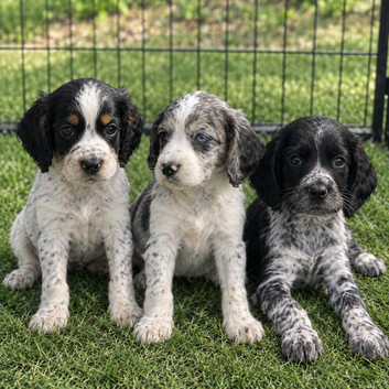 Last 3 Outstanding Cocker Spaniel Puppies