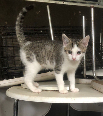 Fun kitten &zwj;
