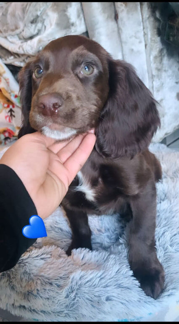 Last 2 boys:: ready now sprocker spaniels
