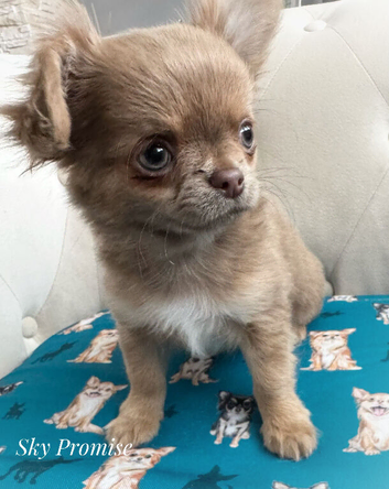 KC reg long coat lilac Chocolate chihuahua puppies