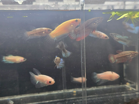 Guppies,corys,minnows,bettas,dadios,danios for sale