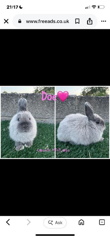 Very beautiful purebred Netherland dwarfs
