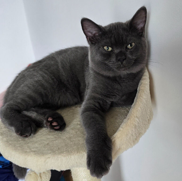 Beautiful Britsh Shorthair