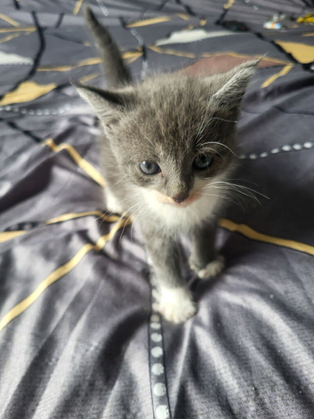 Two male kittens