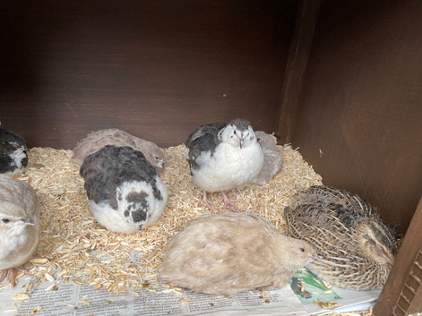 Cotournix Quail