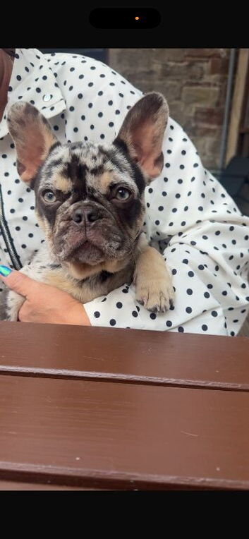 Merl frenchie female