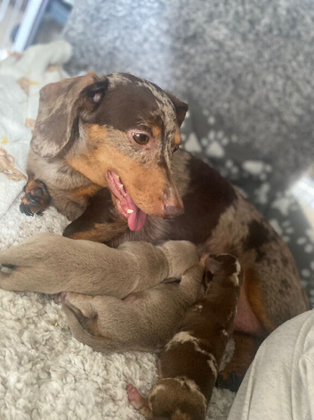 Miniature Dachshund Chester