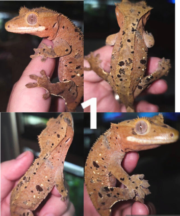 Dalmatian crested gecko breeding group