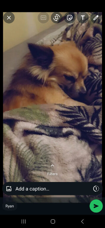 10 year old chihuahua