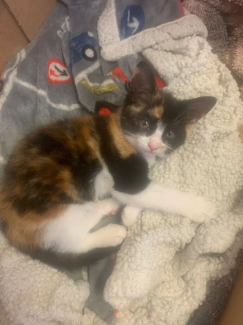 10 week old tortoise shell kitten