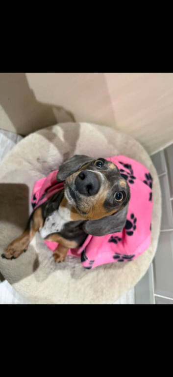 Millie minature dachund