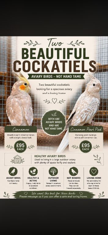 Cockatiels