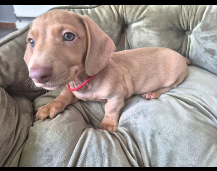 7 miniture Dachshund puppies available