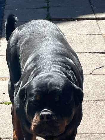 Stunning female Rottweiler for sale