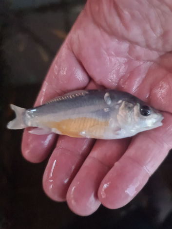 Plenty of koi to go to new homes