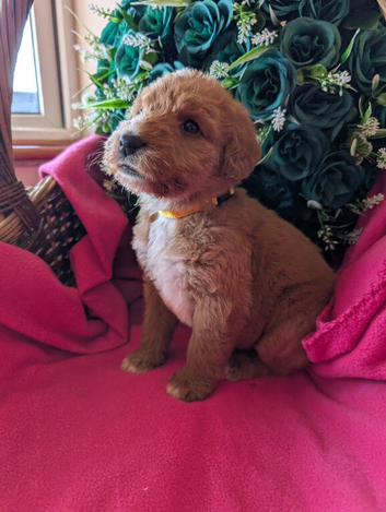 stunning Red Australian labradoodles