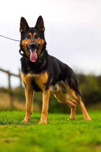 EXPERIENCED HANDLER REQUIRED