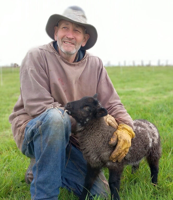 rams, wethers and ewes