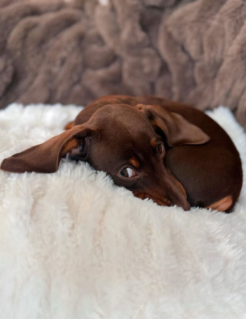 6 Months Old Mini Dachshund Male