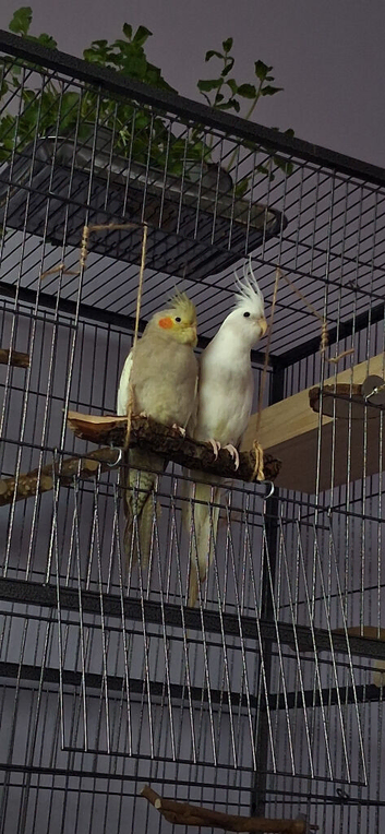 Young male and female