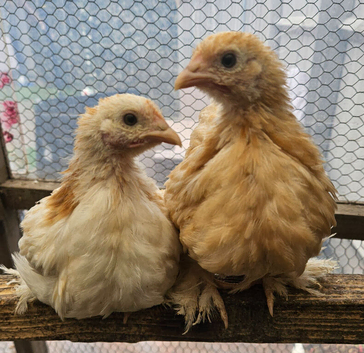 Pekin hens