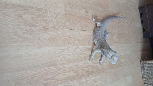Bearded dragon male sold