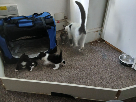 2 kittens available