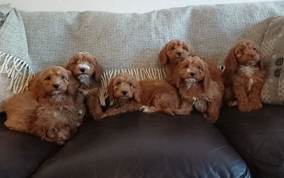 Cockapoo puppies for sale