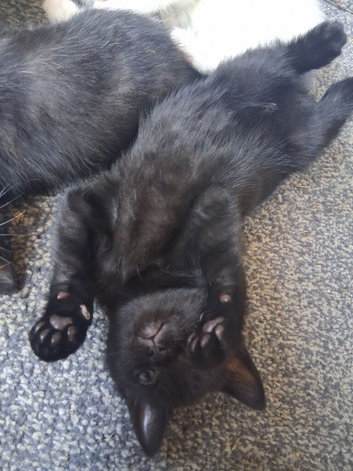 Mixed breed kitten