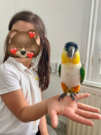 Ultra-Fun Pair of Black-Headed Caiques With Full Setup