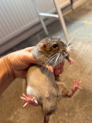2 male rats 15 weeks old with large cage
