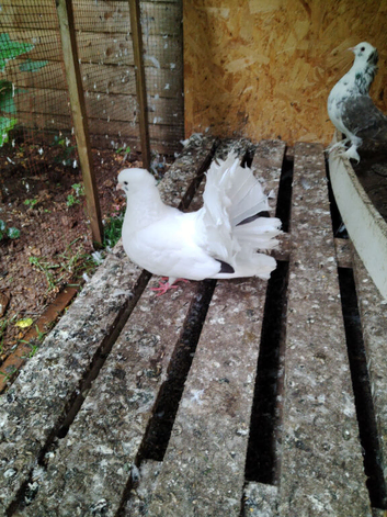 3 pigeons looking for a new home