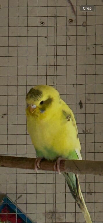 Budgies x2