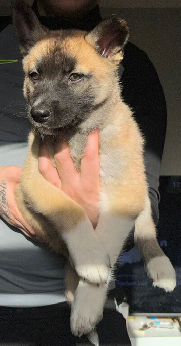 Shepsky puppies