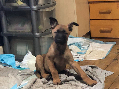 Belgian malanois puppies here for sale