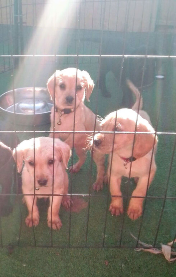 Labrador puppys