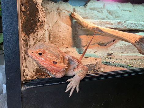 Red/Orange. Bearded Dragon