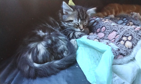 Kittens for sale