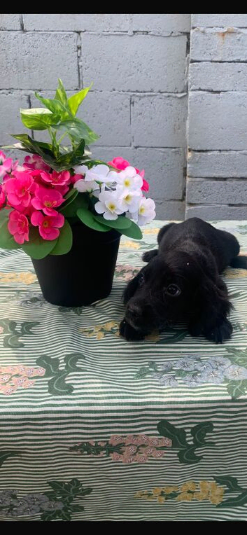 Puppies