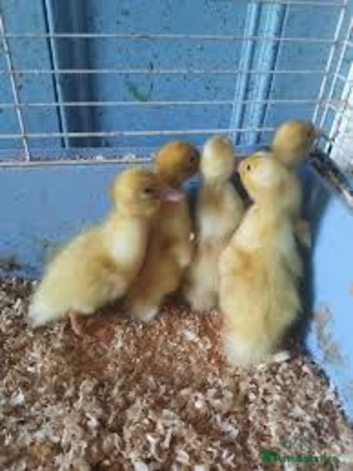 Aylesbury Ducklings for sale