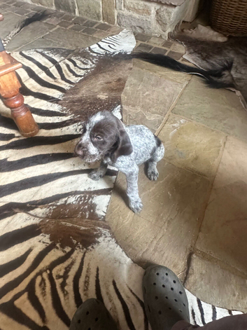 Kc German wiredhaired pointer pups