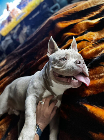 Beautiful Pocket Bully