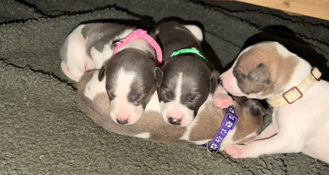 whippet puppy&rsquo;s blue/brindle blue/white