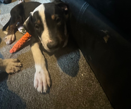 18 week old puppies for sale ridgeback mastiff