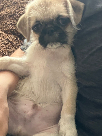 5 pugzu puppies
