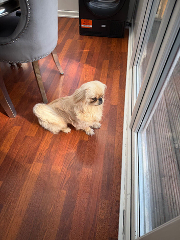 I have a male for sale due he is very playfulonly 9 months old I can&rsquo;t keep him as I have a dog and couldn&rsquo;t possibly look after him as I&rsquo;m a pensione