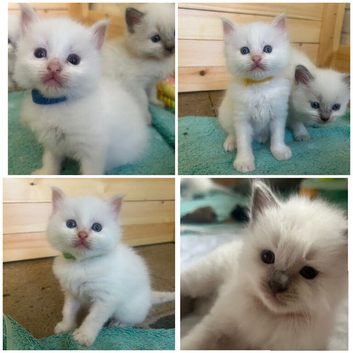 Beautiful Ragdoll kittens